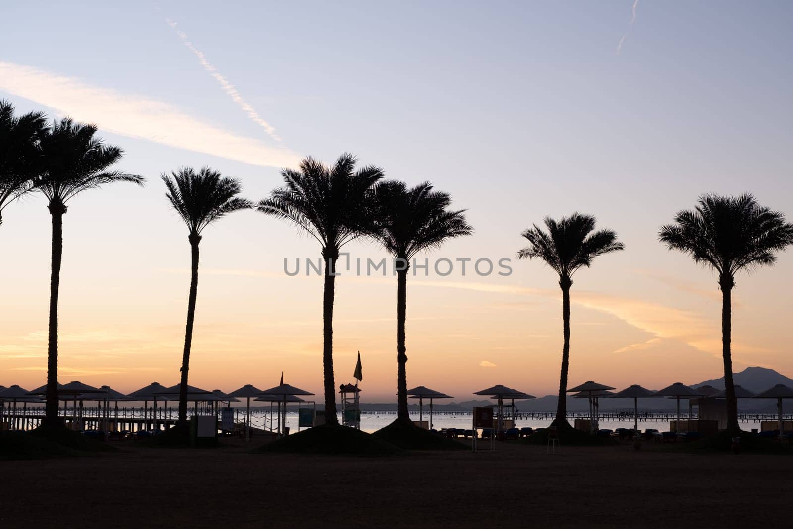 Silhouette coconut palm trees on beach at sunrise by Desperada