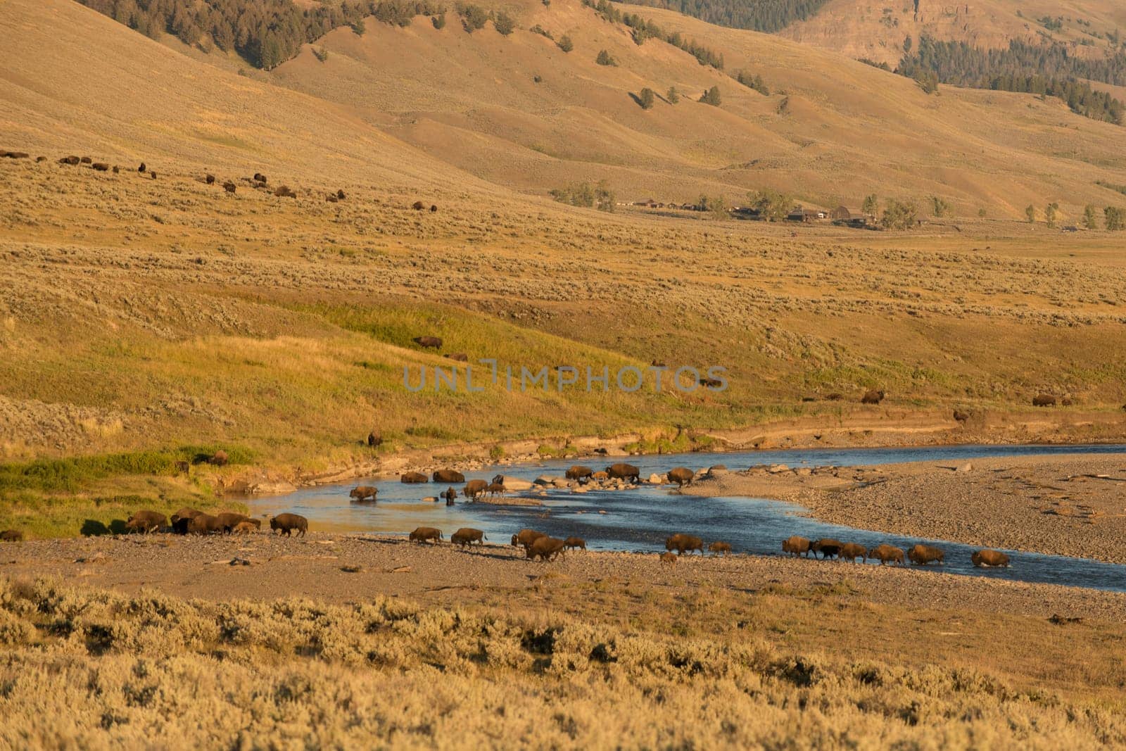 Buffalos in Yellowstone while crossing the river in Lamar valley during summer time