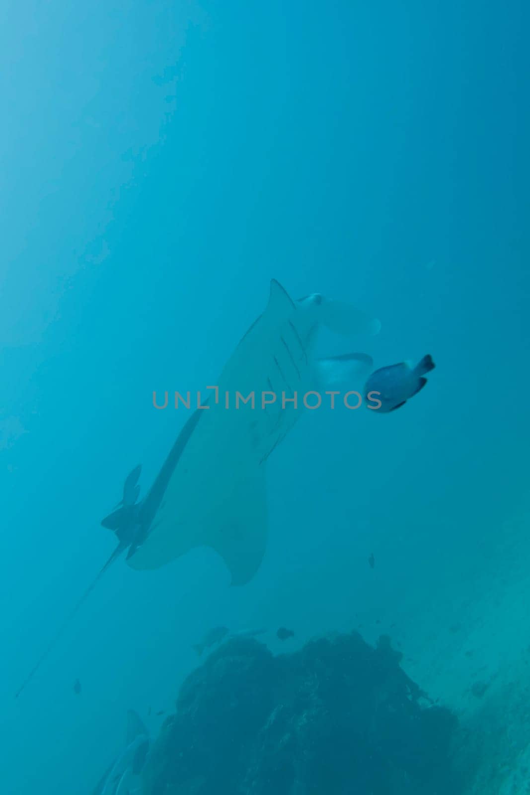 An isolated Manta in the blue sea background