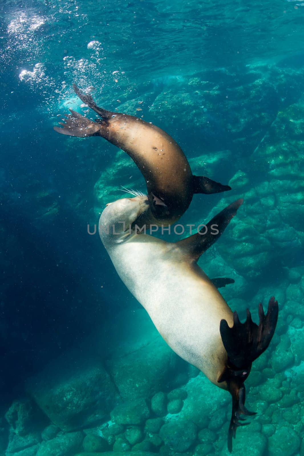 sea lion seal while playing underwater