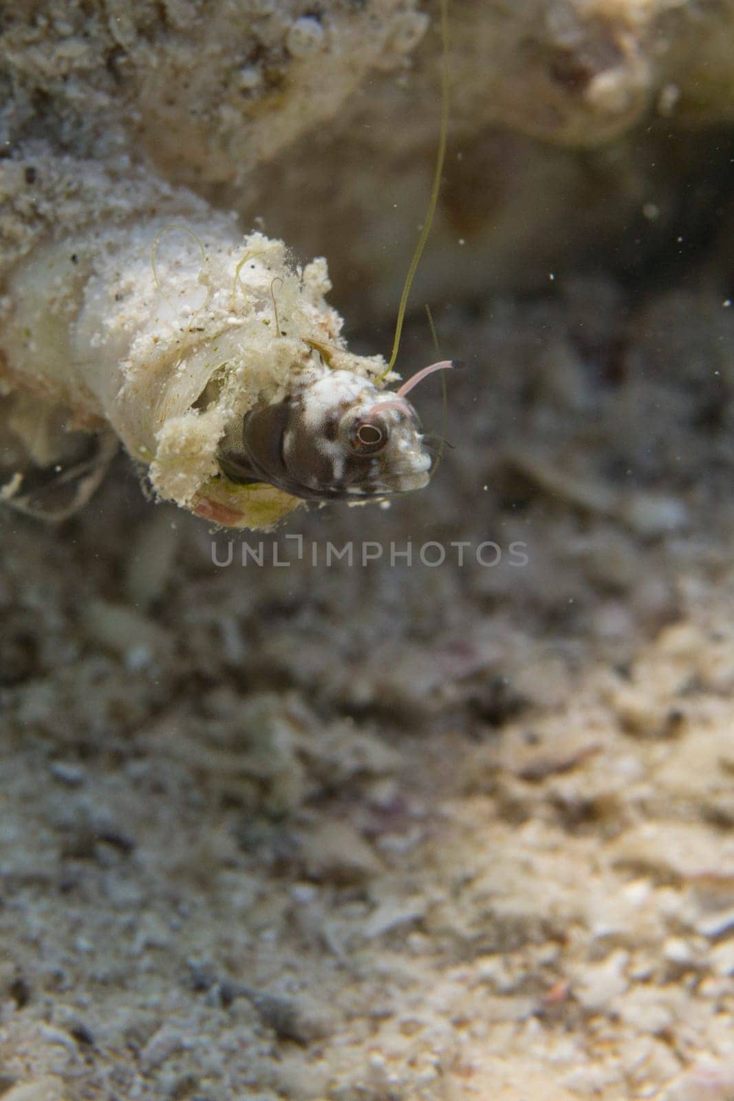 Goby fish by AndreaIzzotti