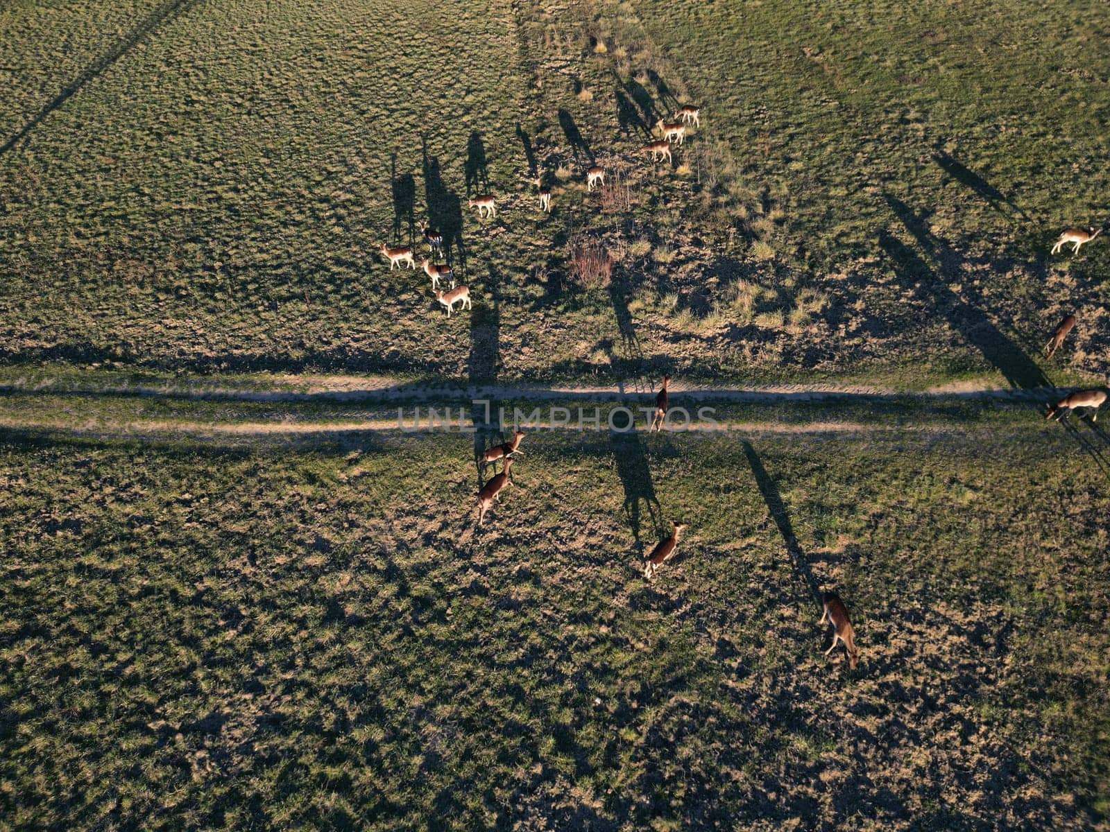 An Aerial view of herd of fallow deers from above