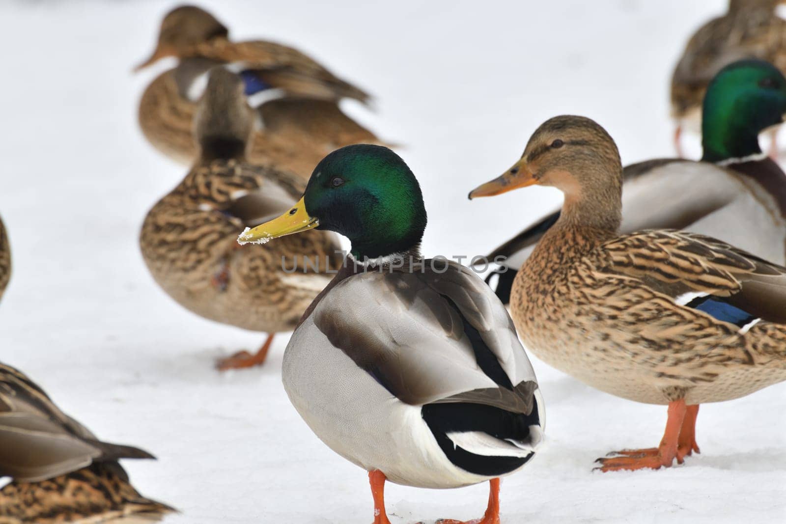 Male and female mallards stand in the snow in winter by olgavolodina