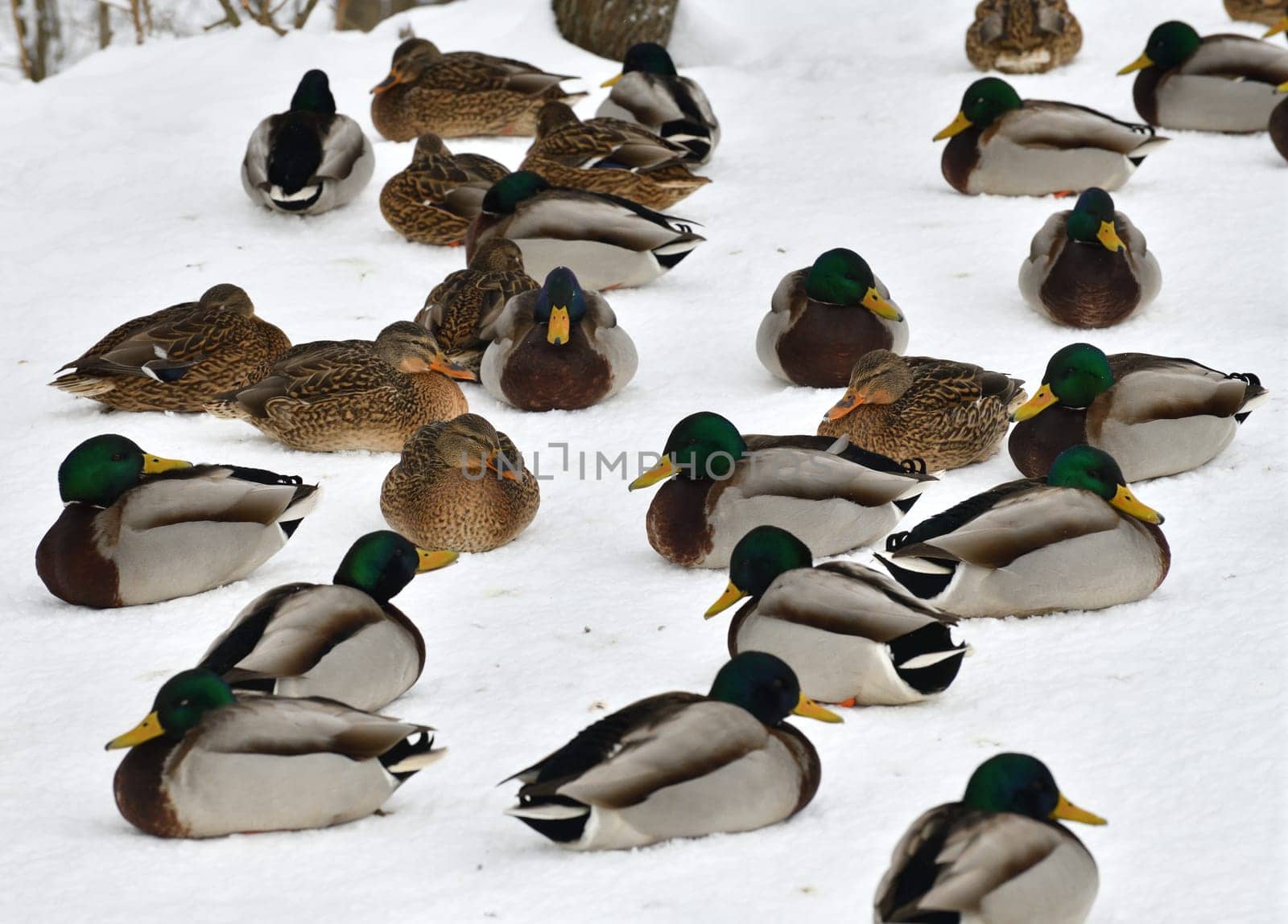 Male and female mallards on the snow in winter by olgavolodina