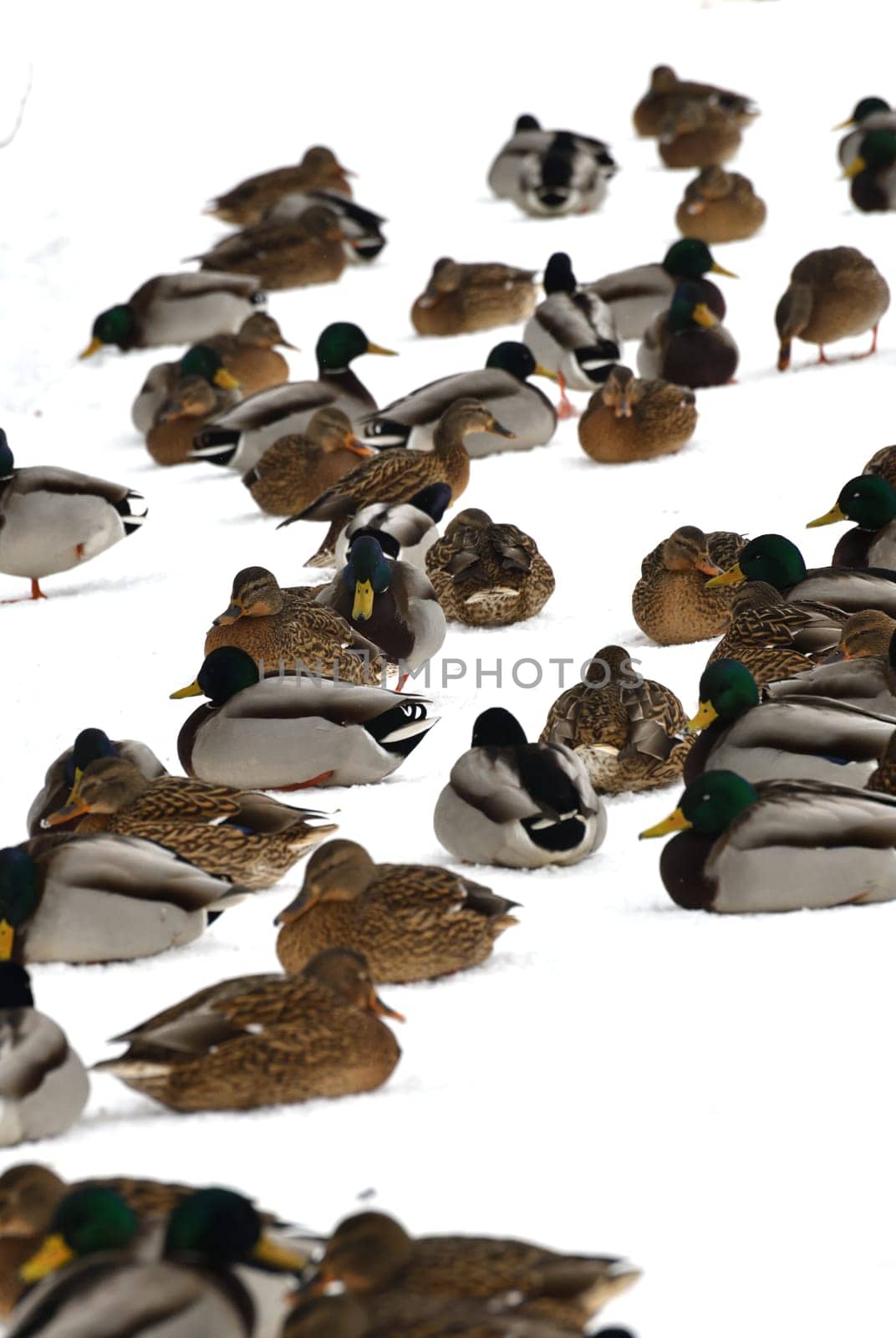 Male and female mallards in snow in winter