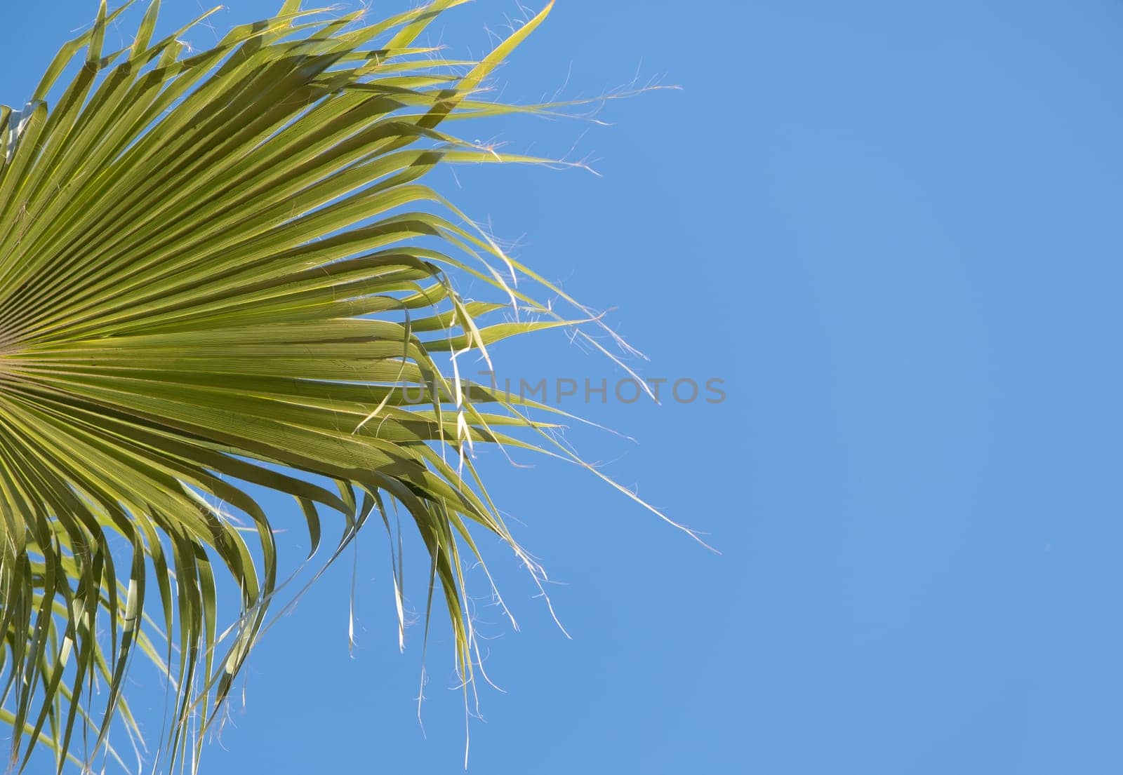 From below palm tree with green branches against cloudless blue sky by Desperada