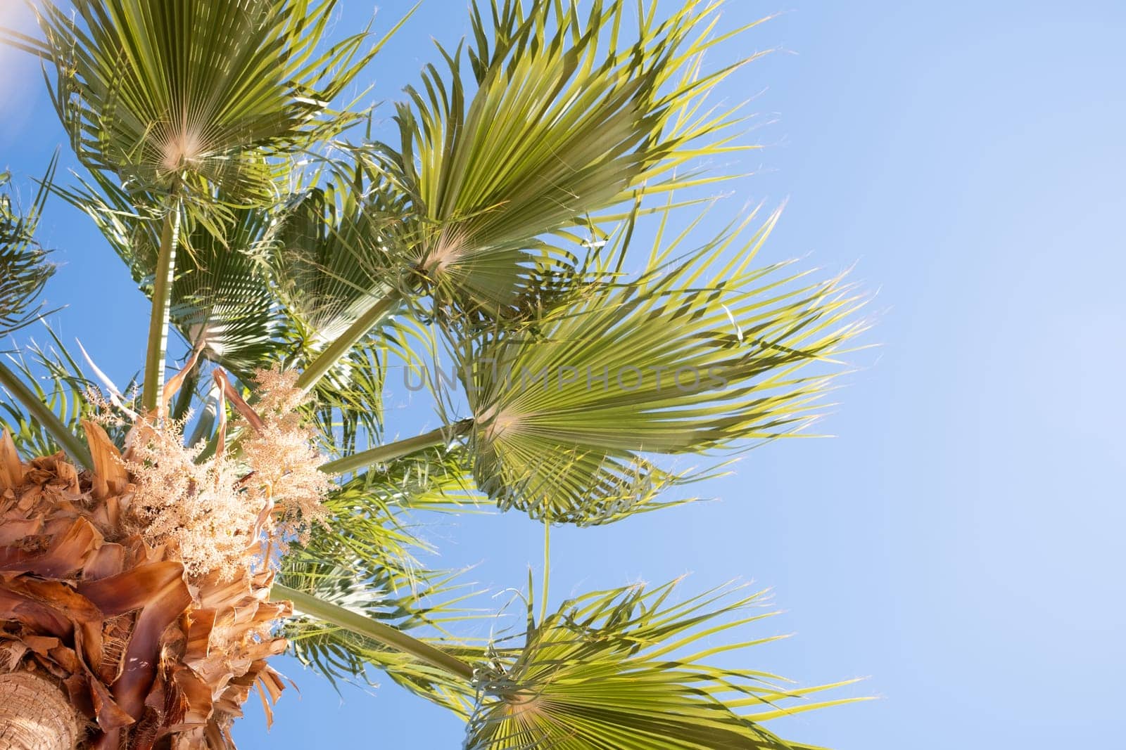 From below palm tree with green branches against cloudless blue sky in sunshine