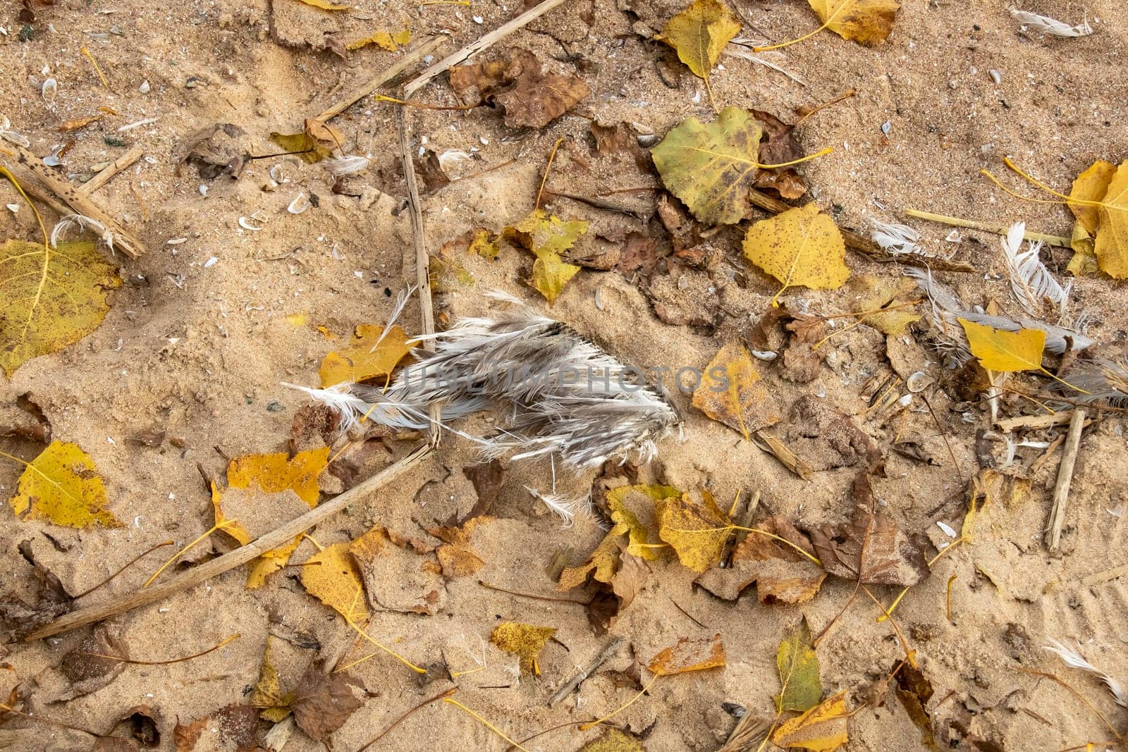 Feathers lie on the sand in yellow leaves close up