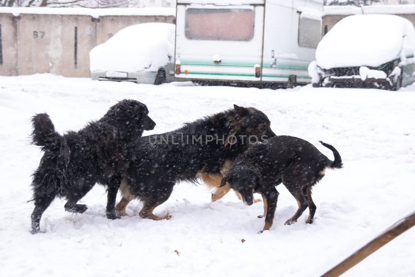 Black fluffy dogs in the snow close up