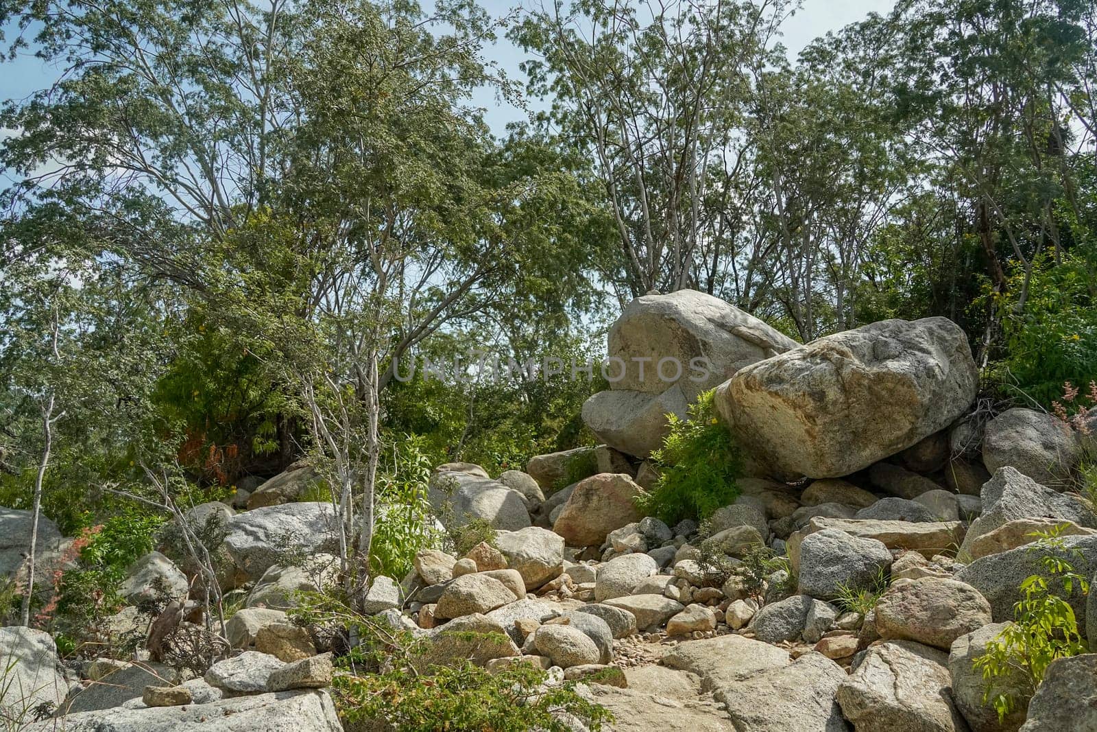 river creek white stones in san dionisio in sierra de la laguna baja california sur mexico panorama