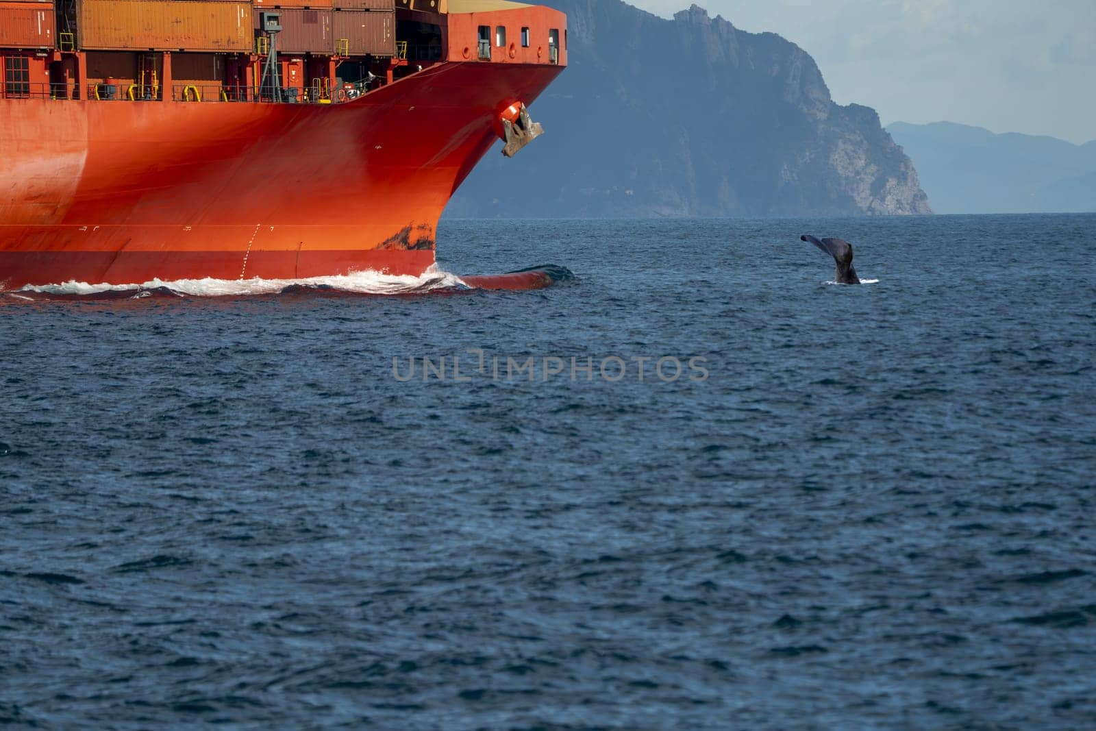 A sperm whale in front of prow of container Ship in ligurian sea mediterranean italy