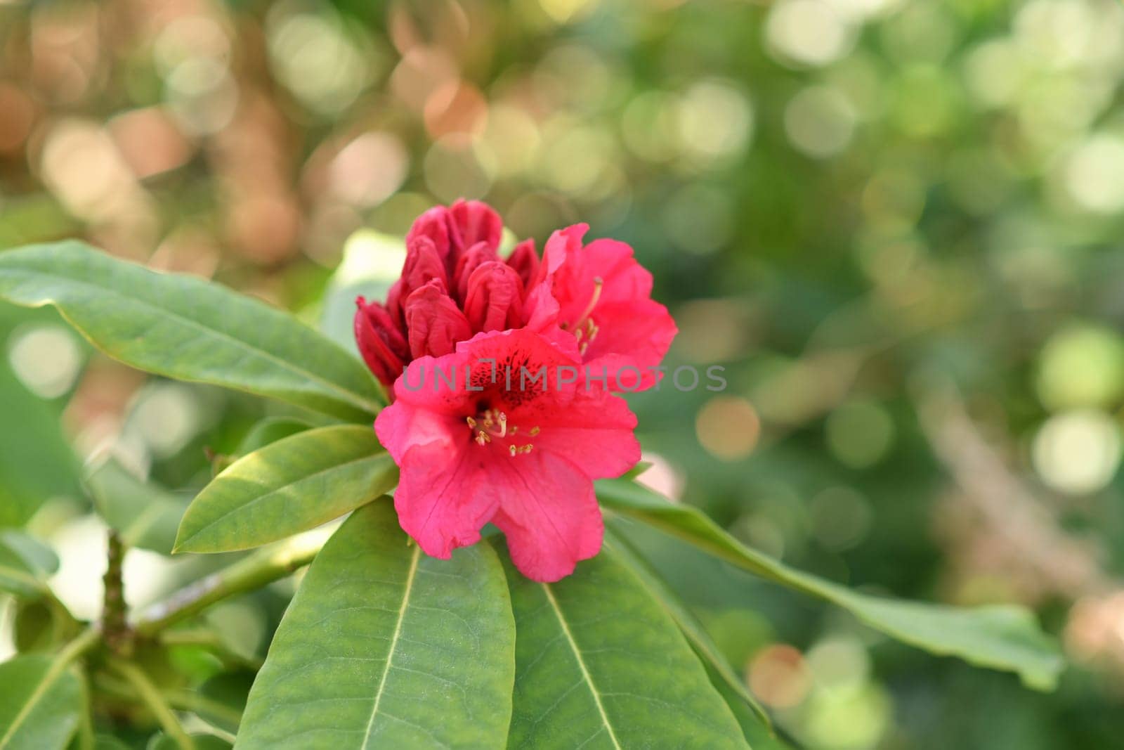 Rhododendron blooming flowers in the spring garden