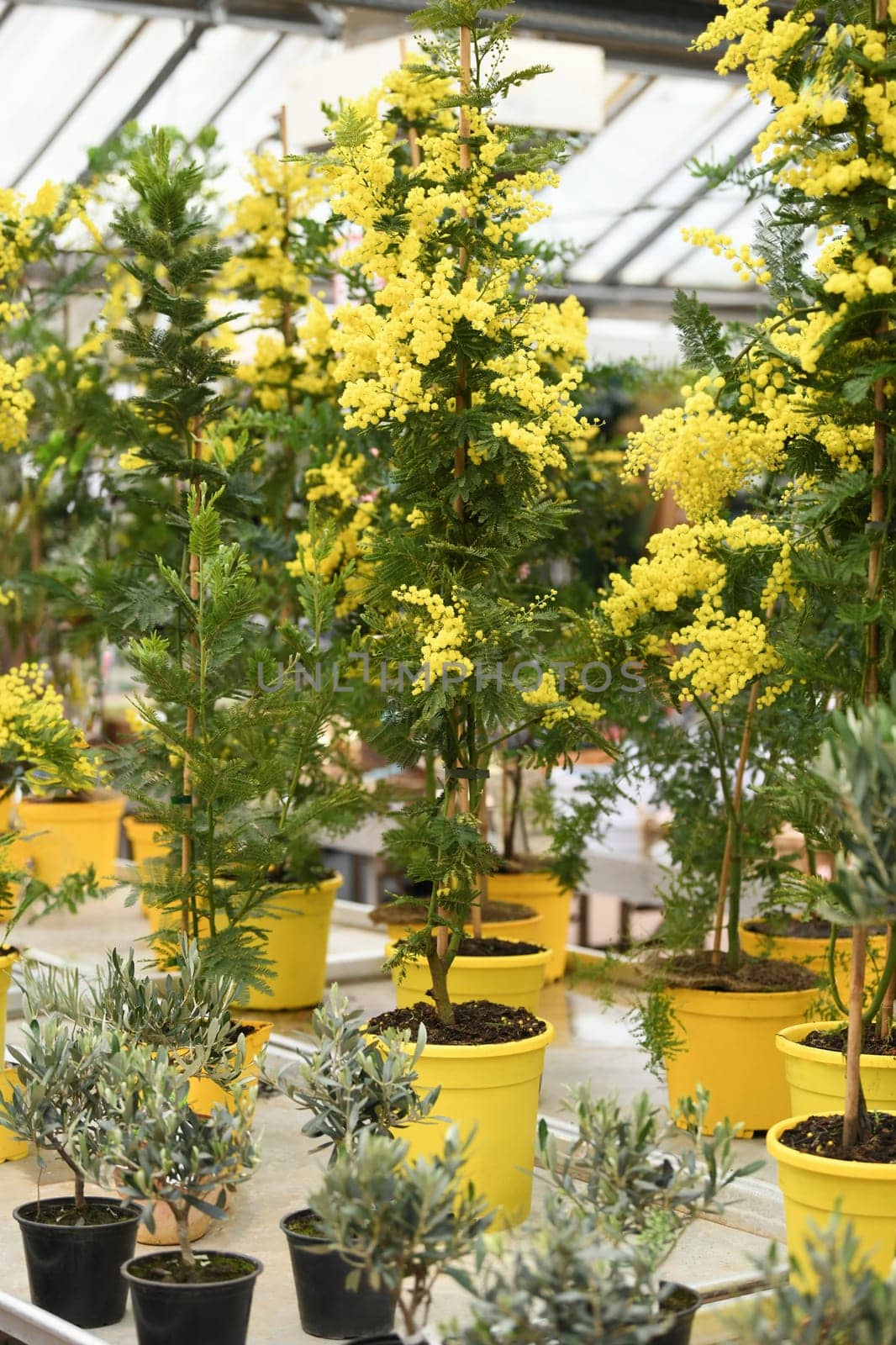 Mimosa trees in the pots for planting in the ground at a market