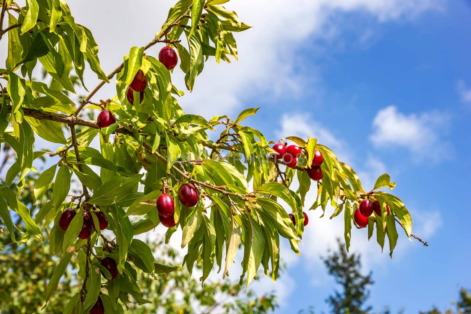 Cornus mas, European cornel or Cornelian cherry dogwood plant with ripe red berries. by EdVal