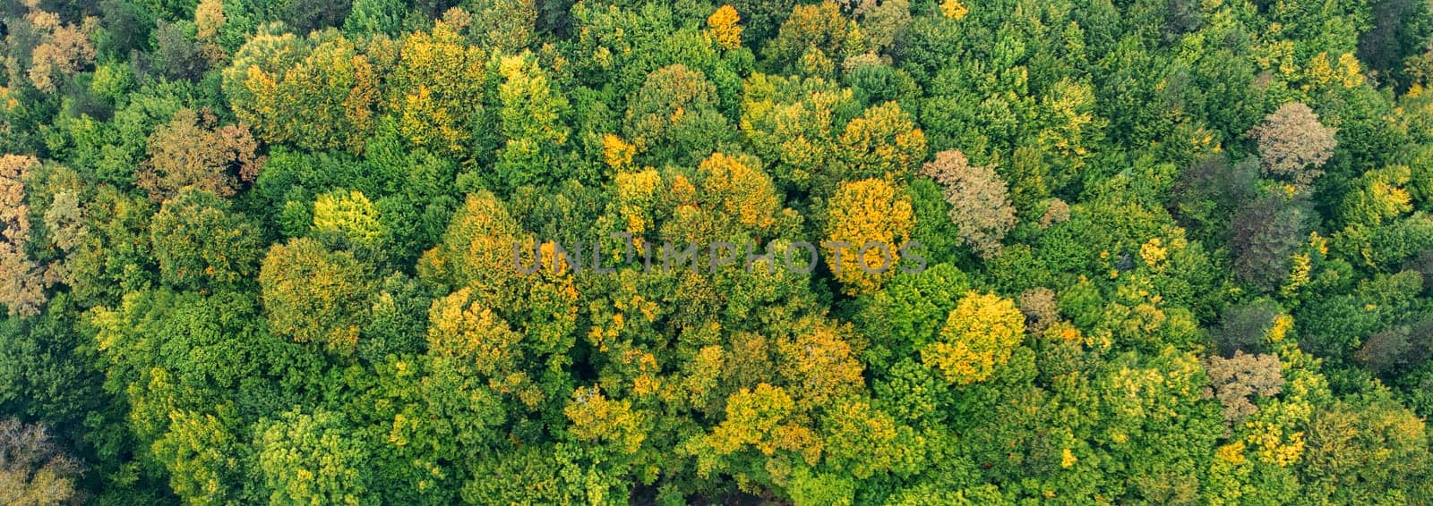 Panoramic aerial view from a drone over green trees in the forest. by EdVal