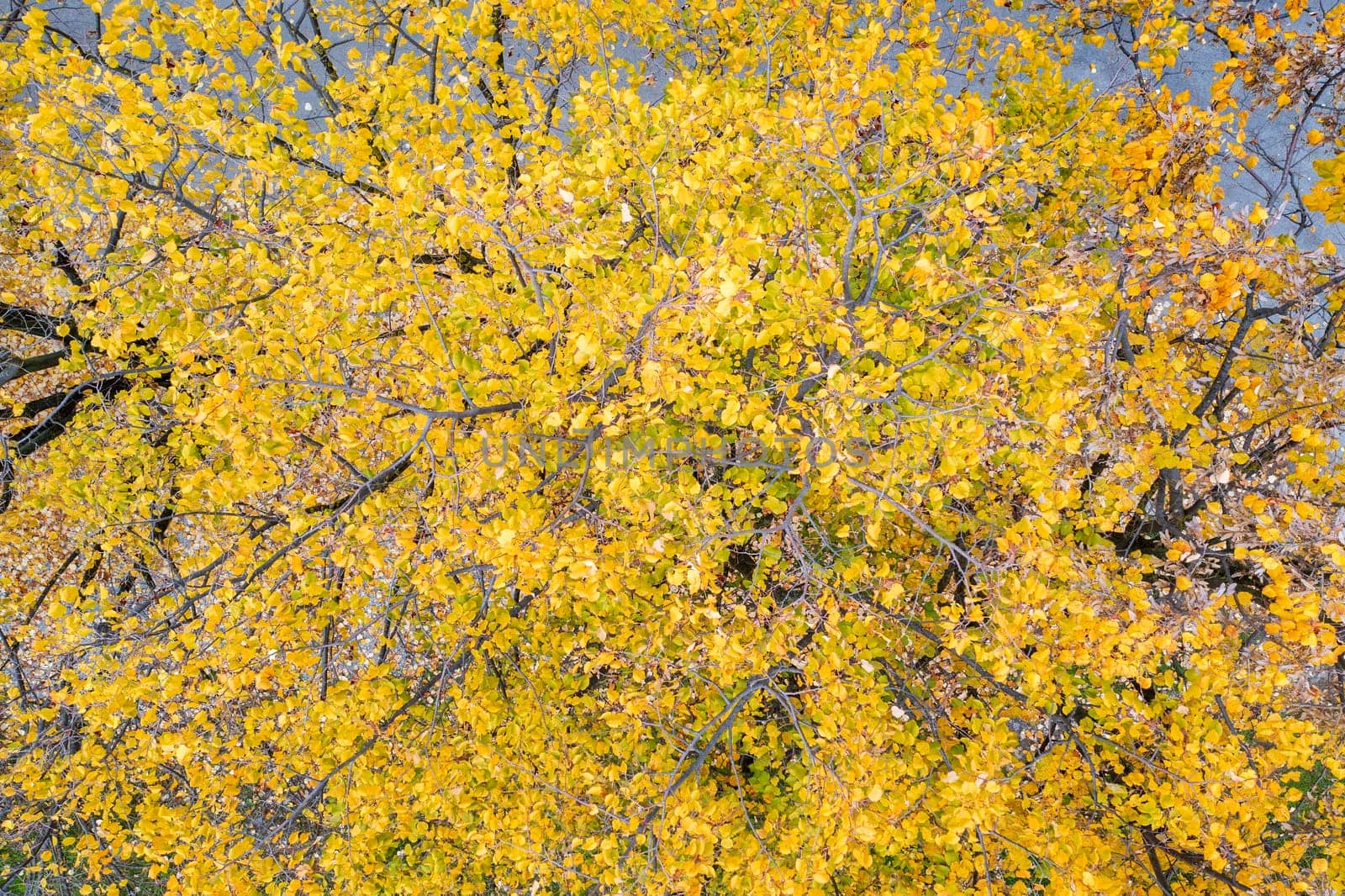 aerial top view of an autumn tree with yellow leaves by EdVal