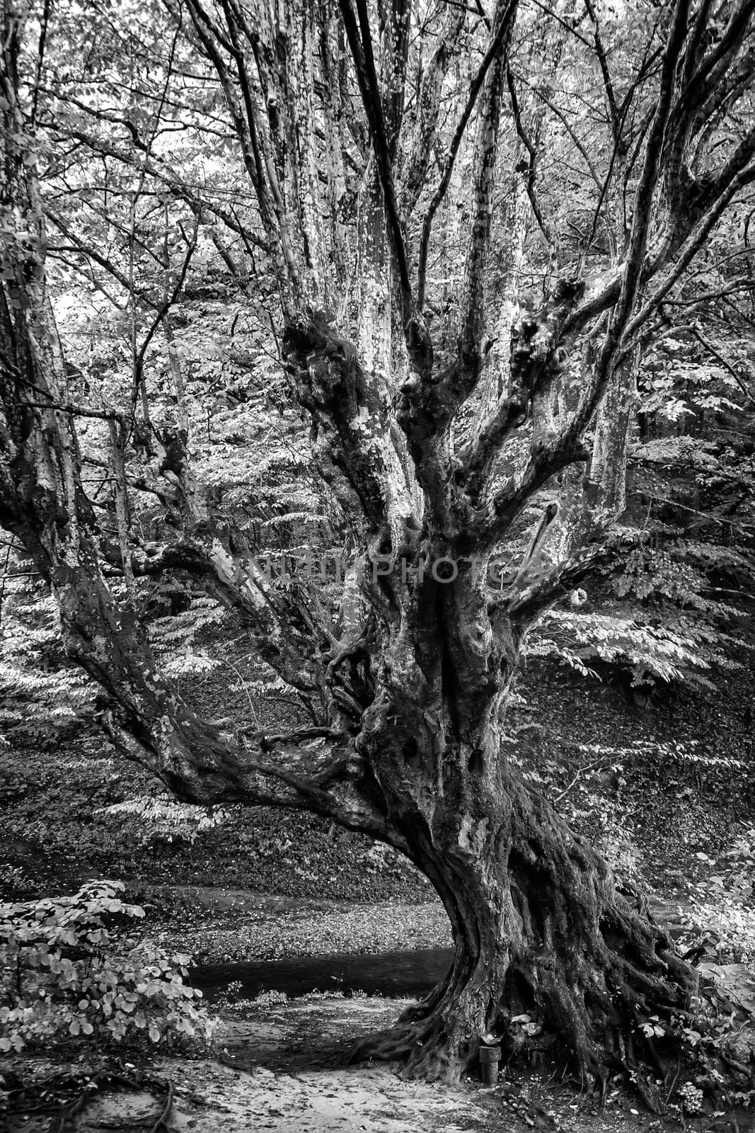 Beautiful big old tree in the forest. Black and white view by EdVal