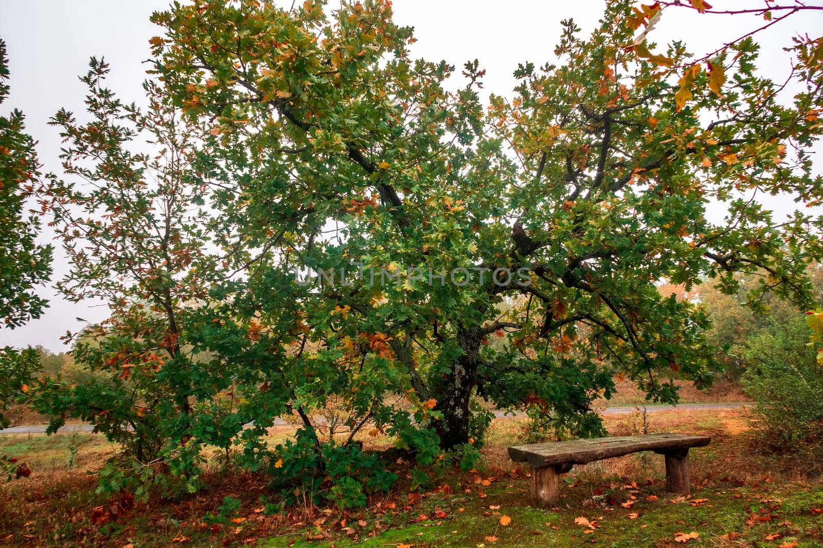 wooden bench near the beautiful big tree for rest