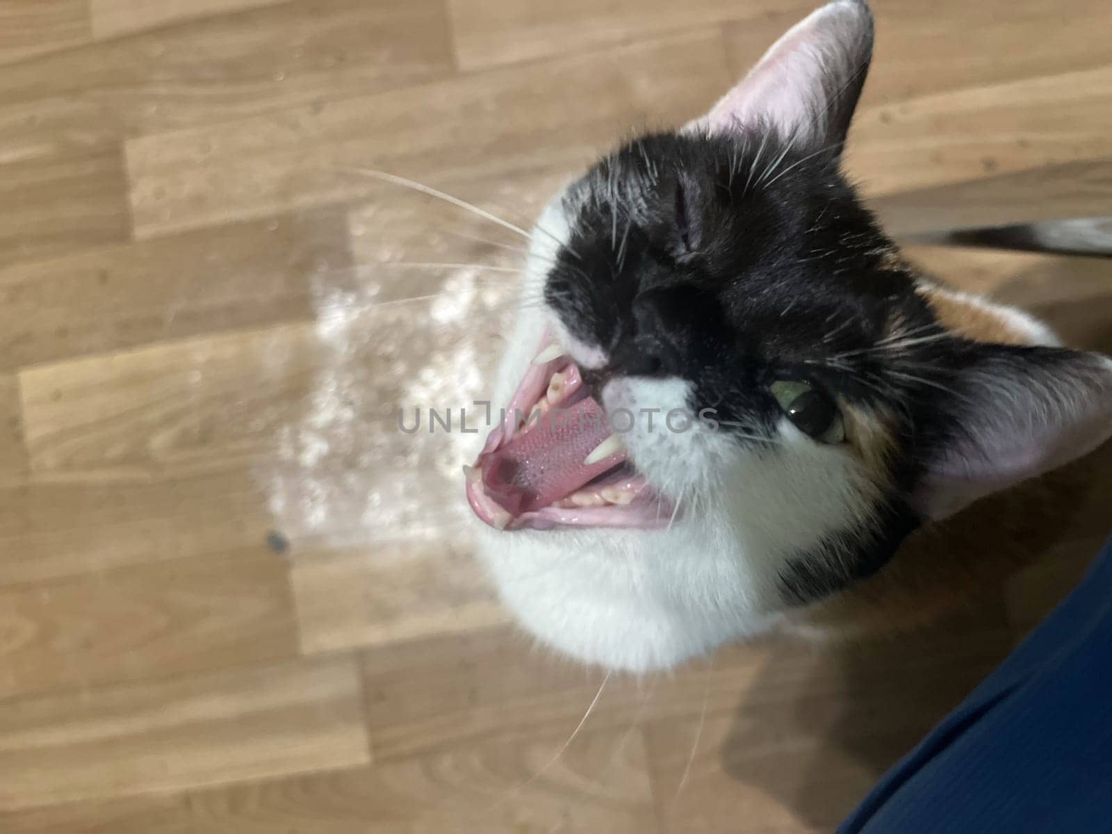 Funny tricolor cat yawns and winks. view from above.