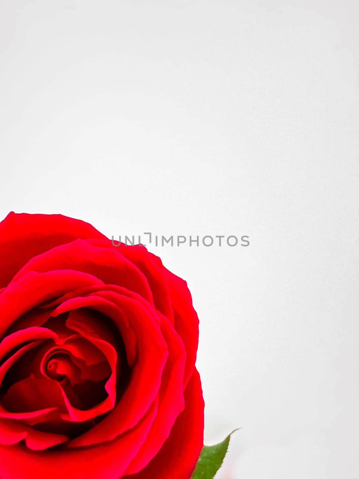 Close up of vibrant one red rose on white background with space for text. Perfect for romantic occasions, floral designs. can be used for romantic greeting cards, wedding invitations, floral business advertisements, and content relating to love and affection. It also suits editorial pieces on botanical beauty and can be incorporated into graphic design projects that require touch of natural elegance. by Lunnica