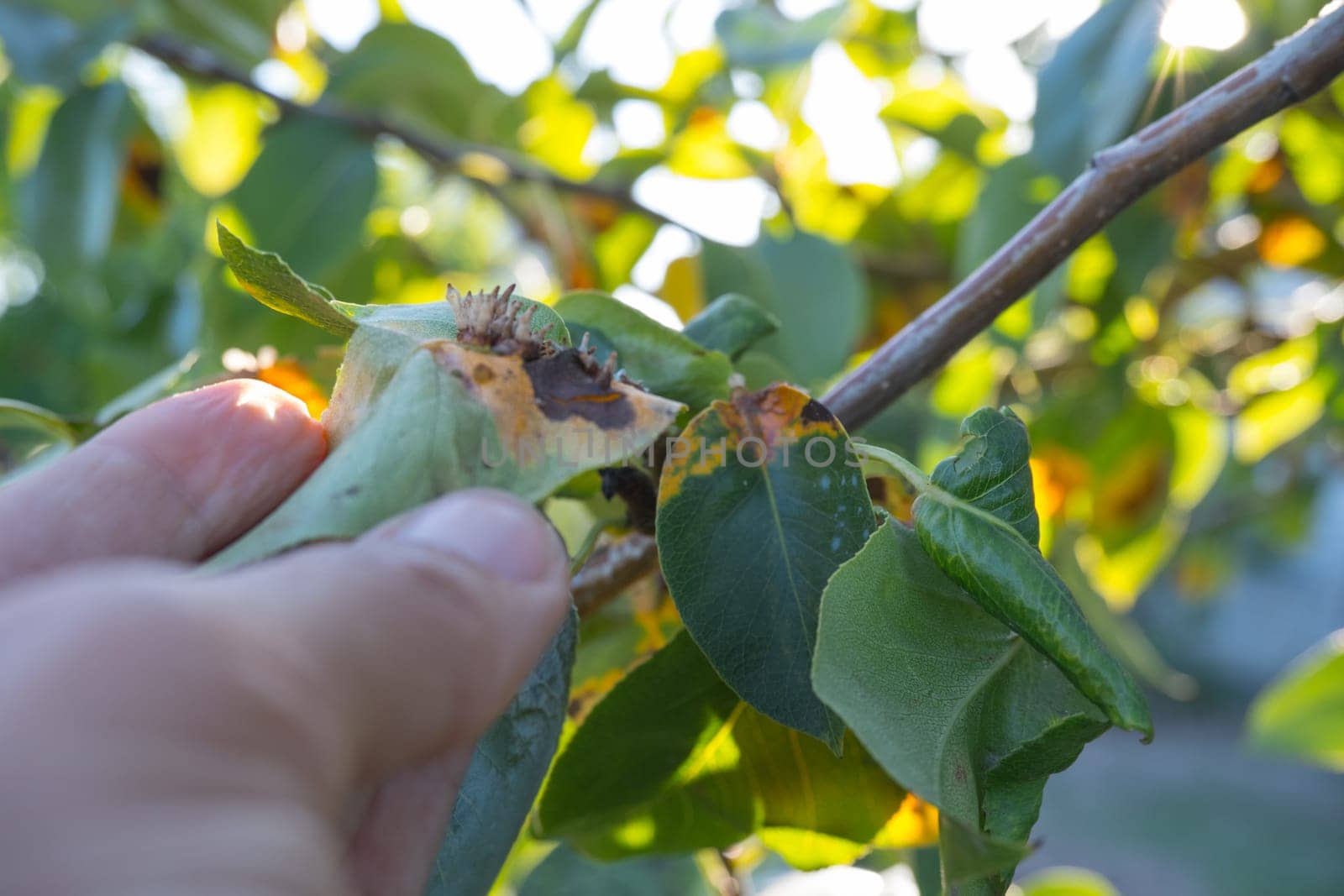 Pear leaf infected with gymnosporangium sabinae rust and Septoria Leaf Spot Septoria aegopodii. Man gardener hand hold by Ekaterina34