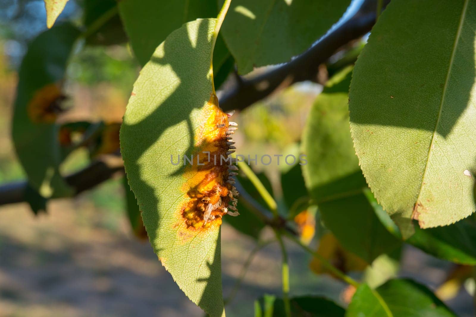 Pear leaves with Gymnosporangium sabinae is a species of rust fungus in the subdivision Pucciniomycotina. Known as pear rust, European pear rust, or pear trellis rust. Problem in gardening.