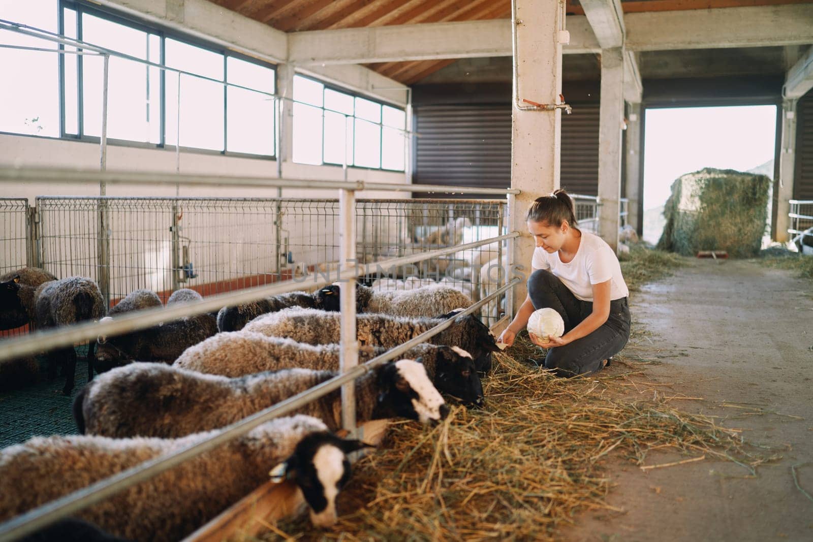 Young woman feeding a herd of black sheep on a farm with cabbage leaves while squatting. High quality photo