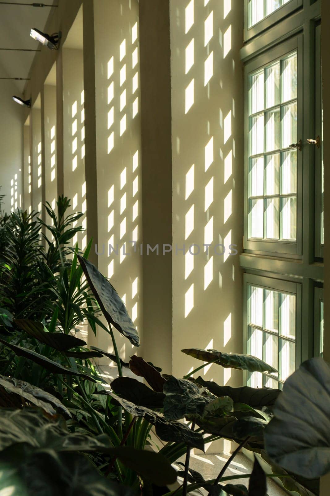 Close up of palm leaf next to old window. Abstract minimal interior design background decor template mockup. Concept of ecology exotic plant. Warm tan sunlight shadows through green window. Aesthetic Green plants in botanical garden indoor