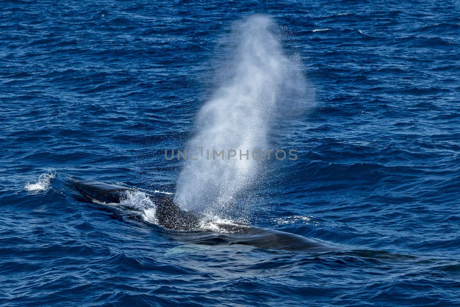 A Fin Whale Balaenoptera physalus while blowing endangered rare to see in Mediterranean sea