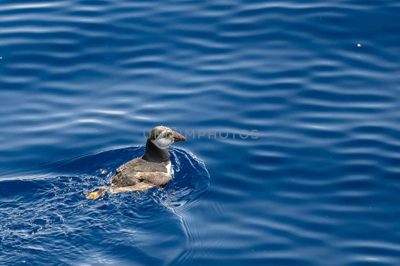 Puffin in mediterranean ligurian sea ultra rare to see by AndreaIzzotti