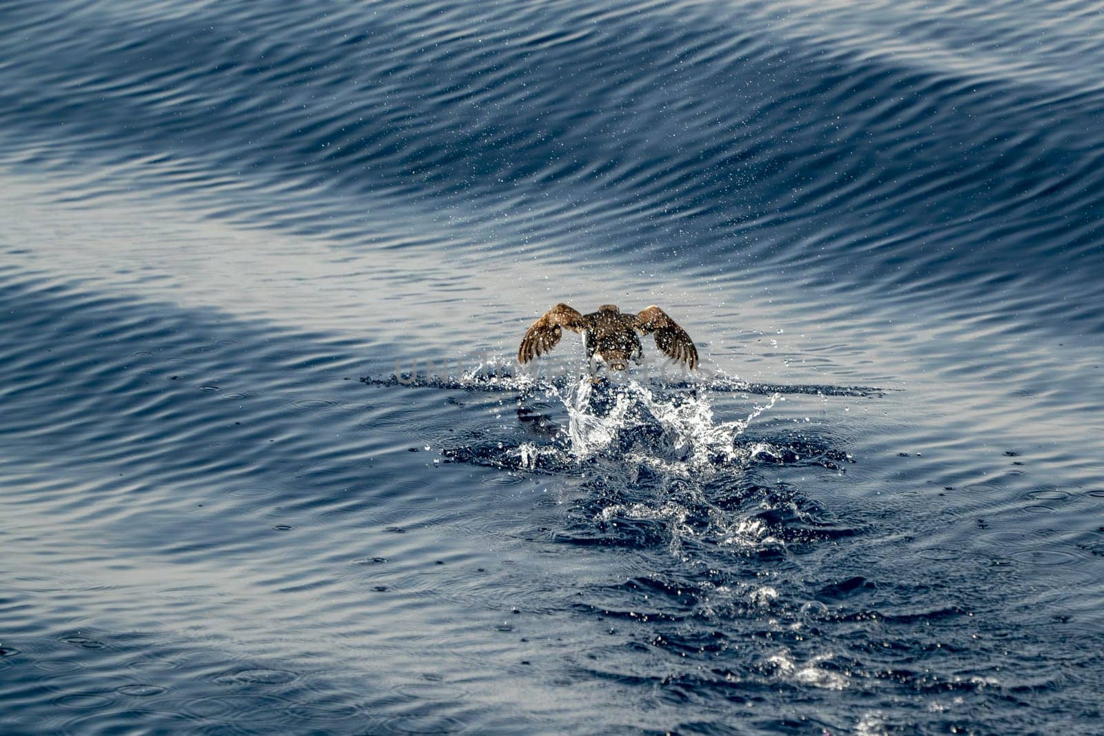 Puffin in ligurian mediterranean ligurian sea ultra rare to see