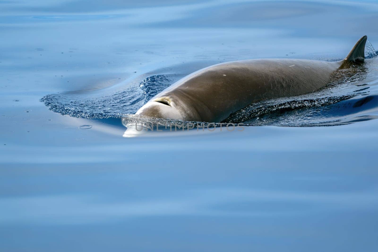 A Cuvier Beaked whale dolphin Ziphius cavirostris coming to you