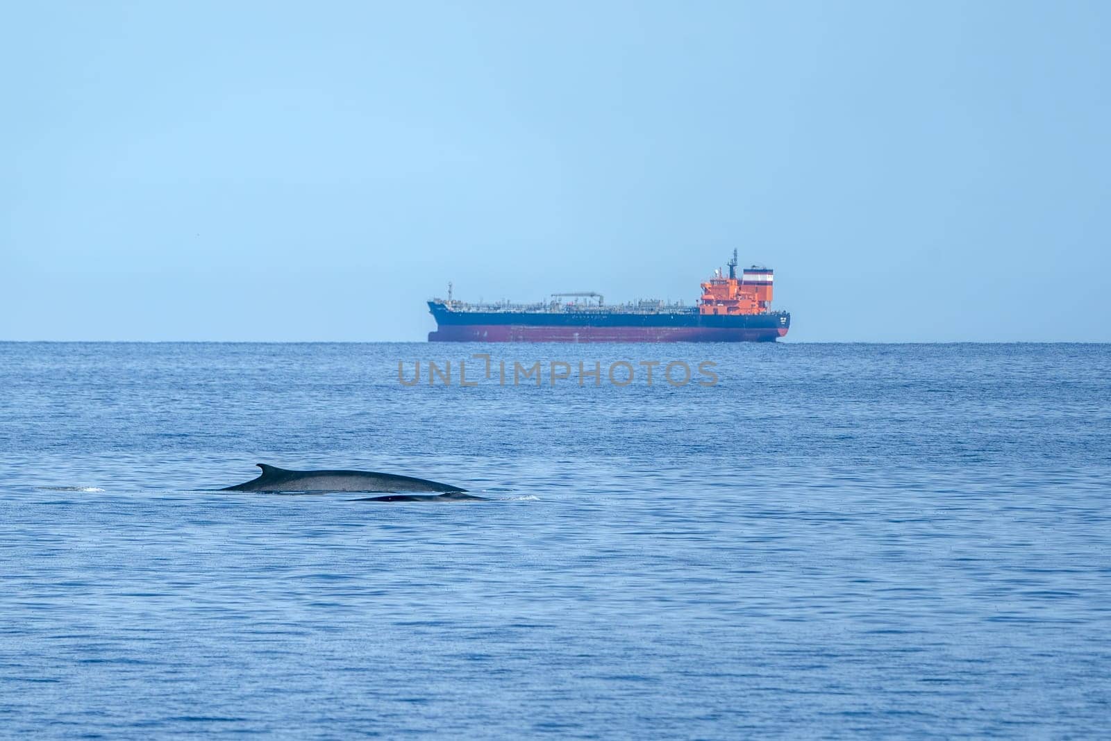 Two Fin Whales mother and calf Balaenoptera physalus endangered rare to see in Mediterranean sea by AndreaIzzotti