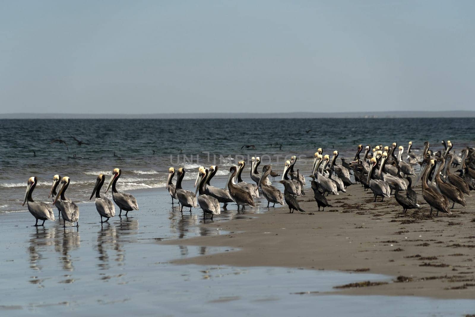 pelican colony in baja california mexico by AndreaIzzotti