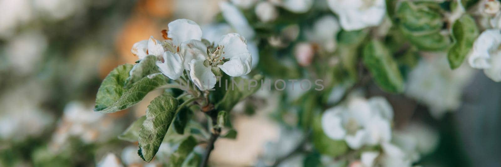 Blooming Apple tree branches with white flowers close-up. by Annu1tochka