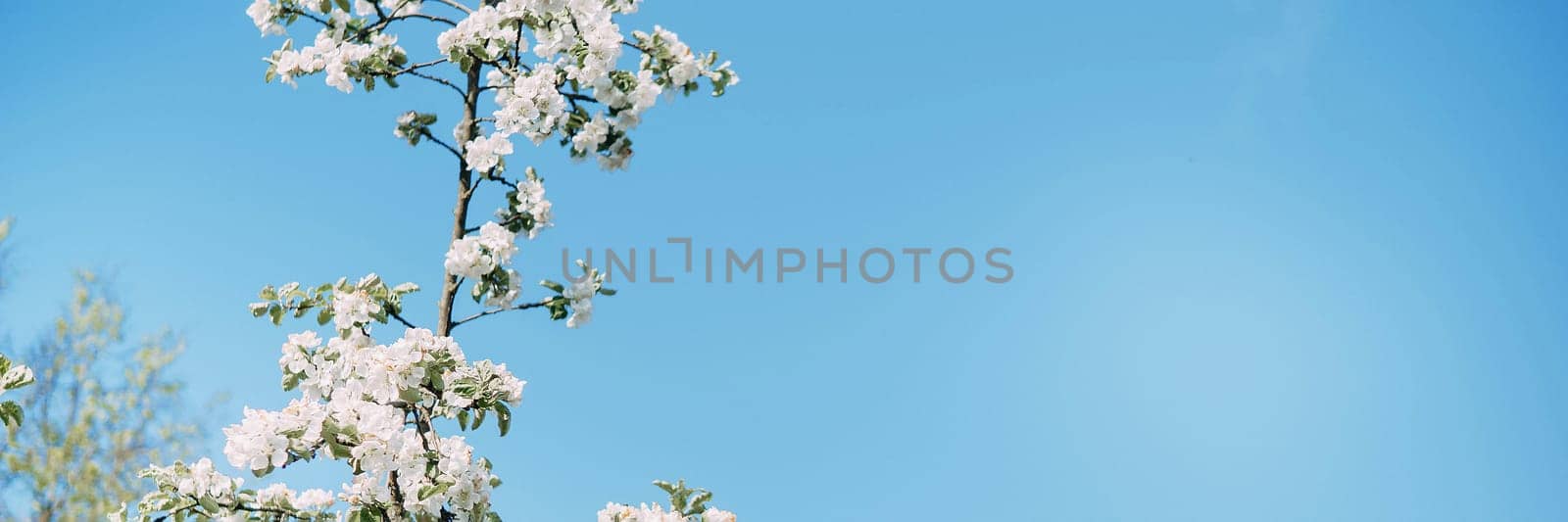 Blooming Apple tree branches with white flowers close-up, spring nature background