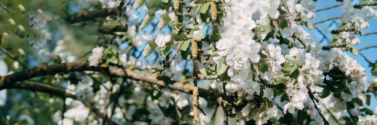 Blooming Apple tree branches with white flowers close-up. by Annu1tochka