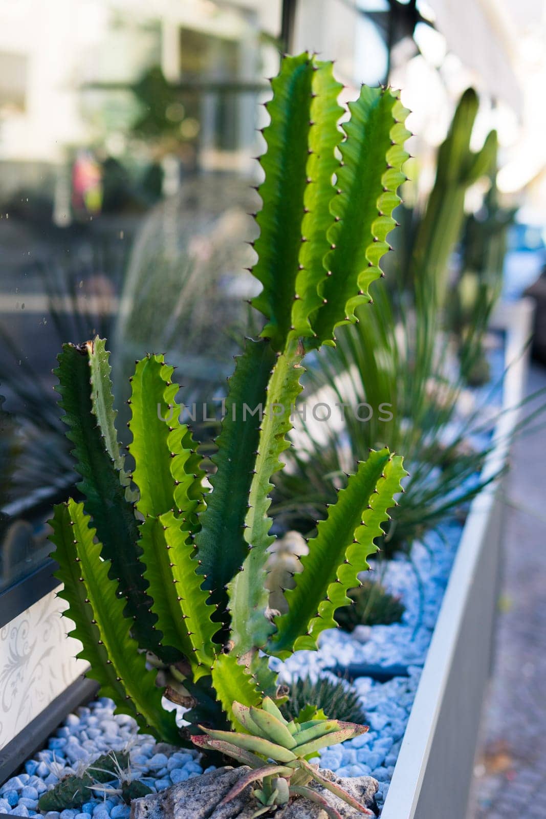 Cactus plant in Italy at a street planting from stones