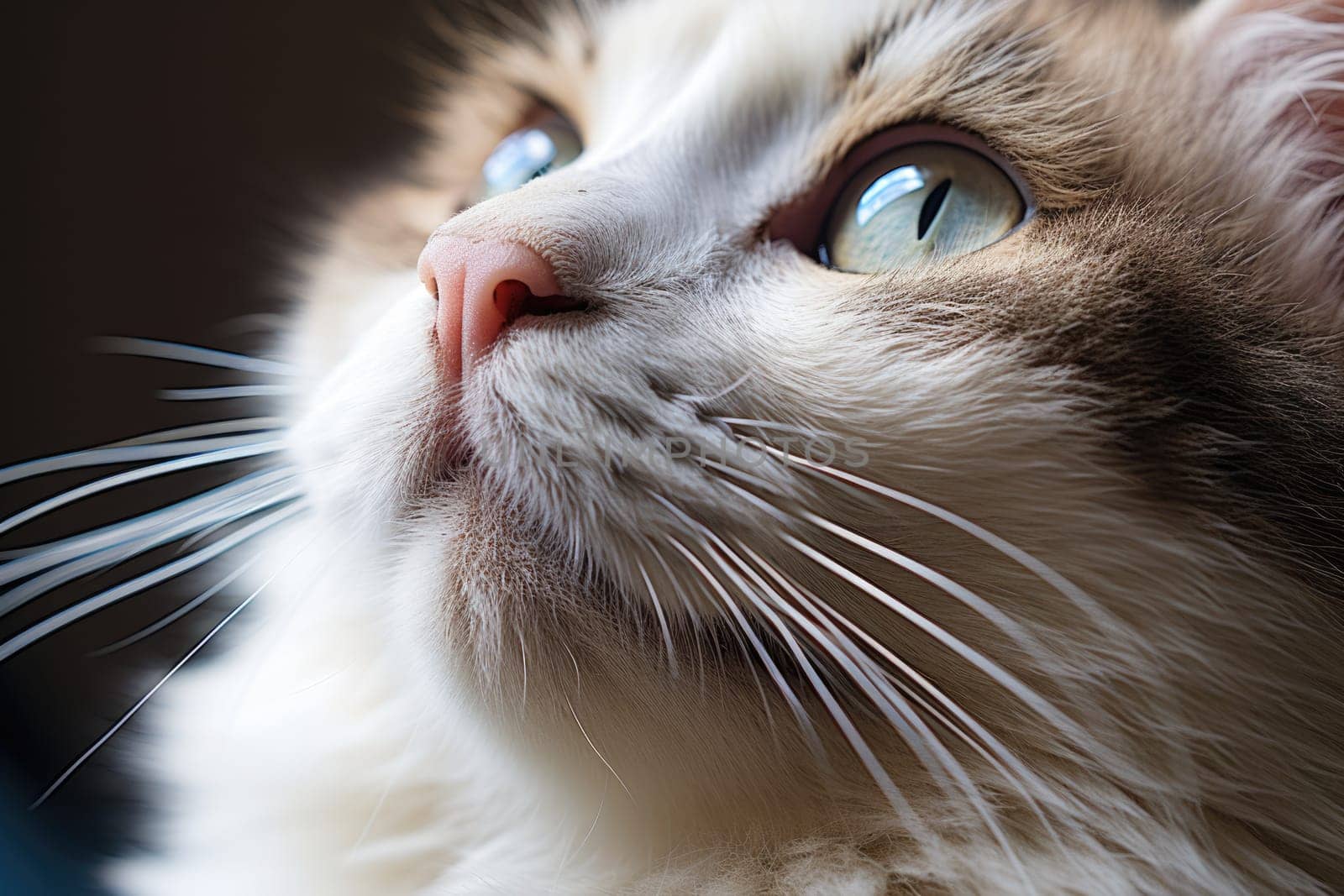 Closeup photo of a cute pink cat's nose and face. ai generated