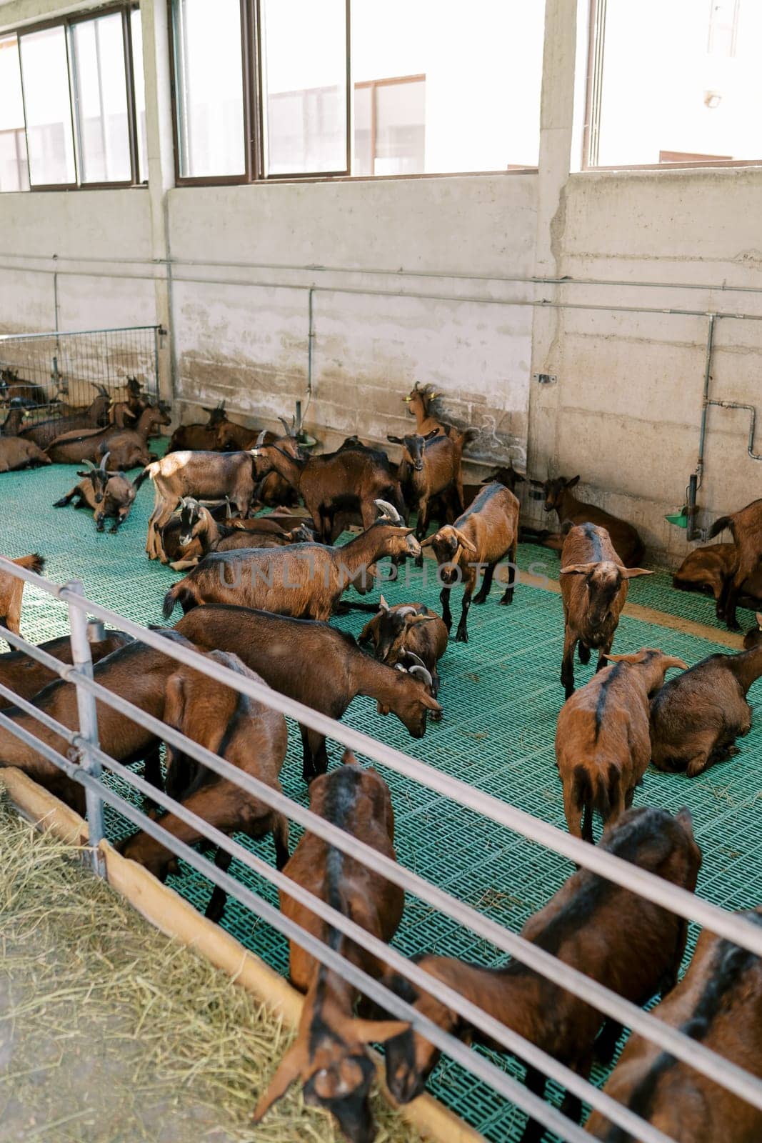 Herd of brown goats walks through a paddock on a farm. High quality photo