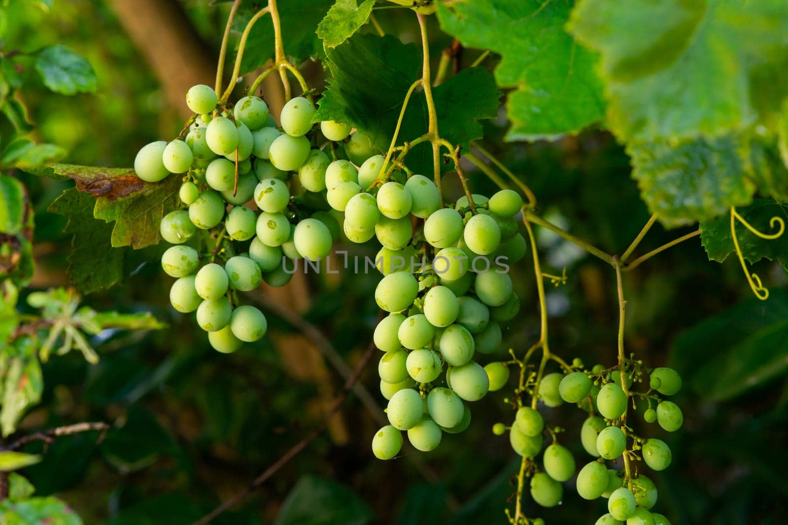 Several bunches of green grapes grow on a vine. Selective focus