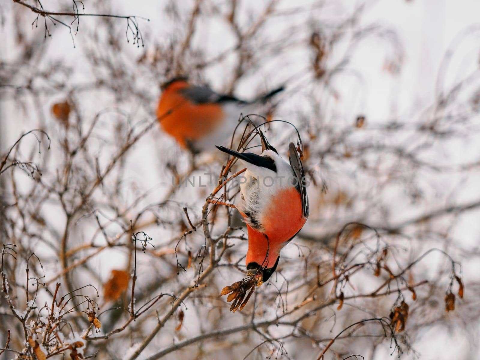 Bullfinch eating maple seeds on maple tree. Funny and cute bullfinch in wild nature, in cold winter weather. Two male bullfinch in beautiful sunset light. Birdwatching and environmental concept