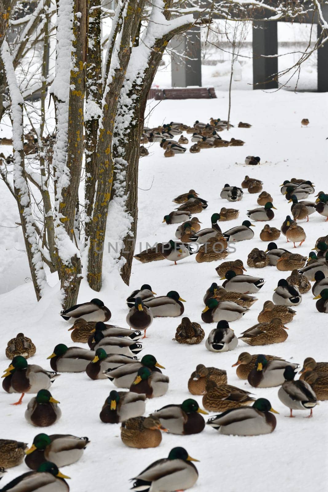 A flock of wild mallards sits on the snow by olgavolodina