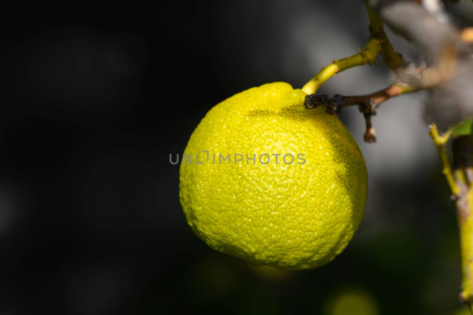 lemons ripen on branches in a garden in Cyprus in winter 8