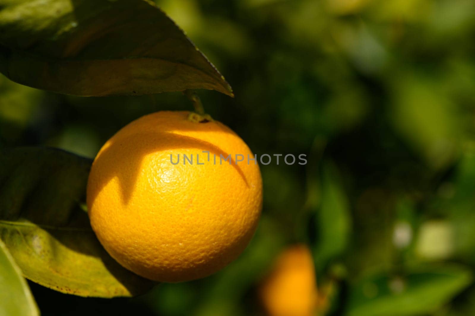 oranges ripen on branches in a garden in Cyprus in winter