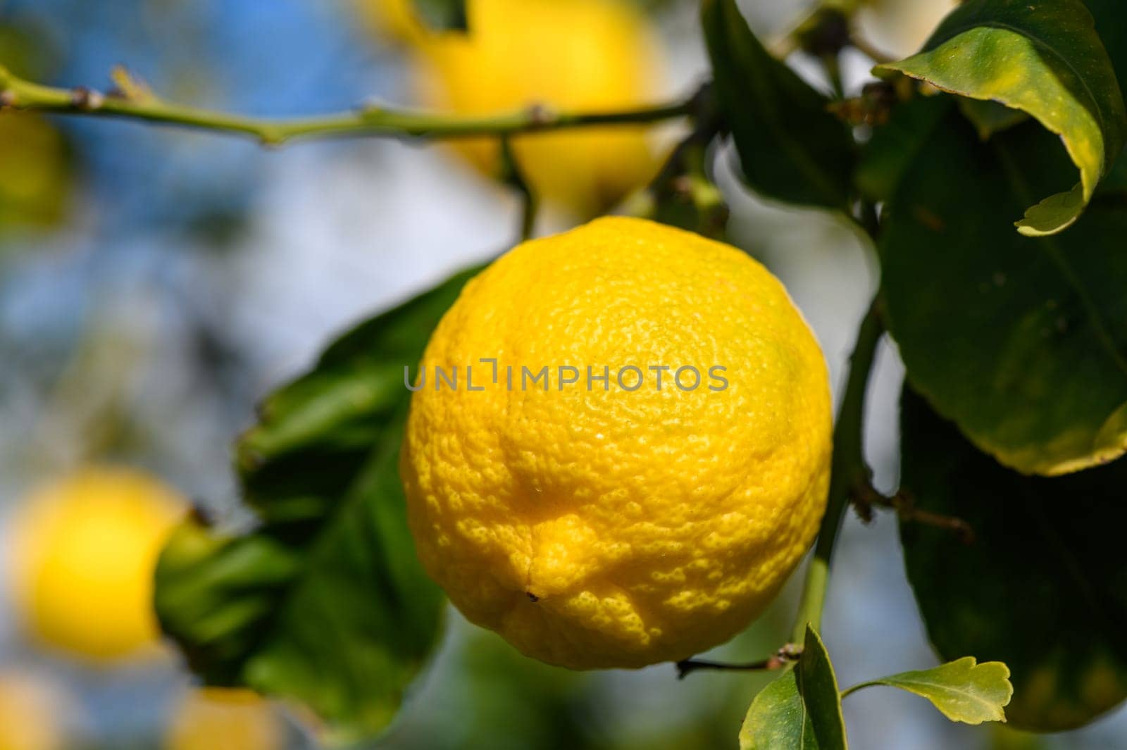lemons ripen on branches in a garden in Cyprus in winter 6