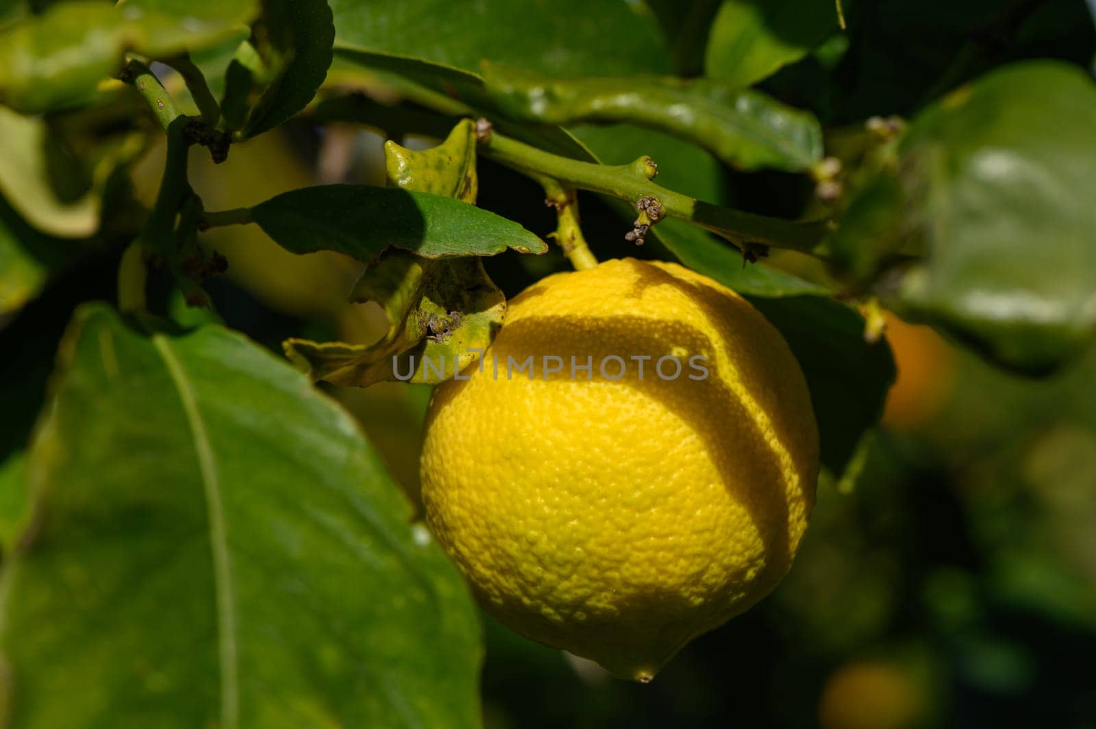 lemons ripen on branches in a garden in Cyprus in winter 4