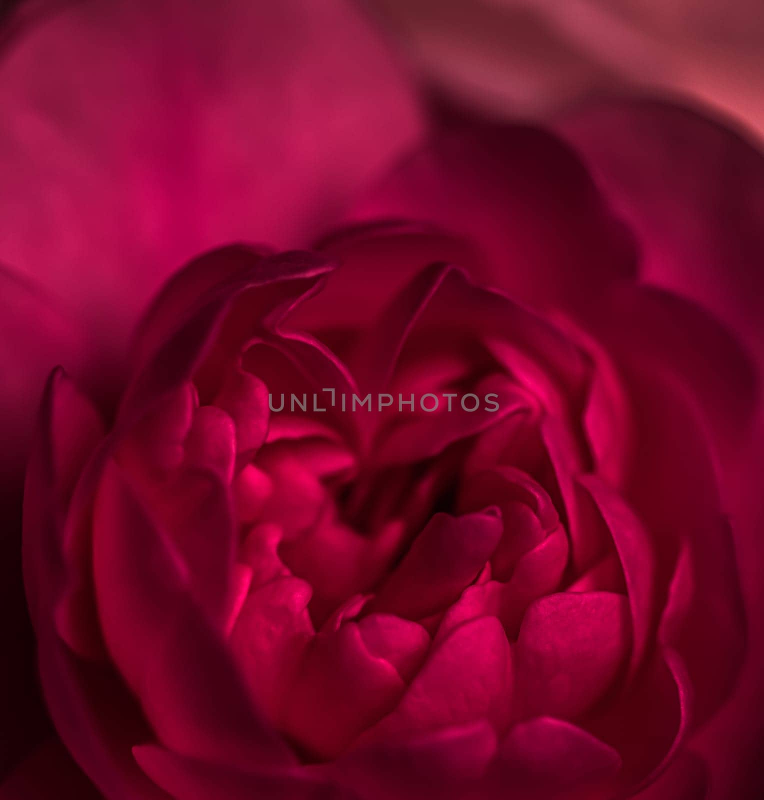 Red rose flower petals. Soft focus, abstract floral background. Macro flowers backdrop for holiday design