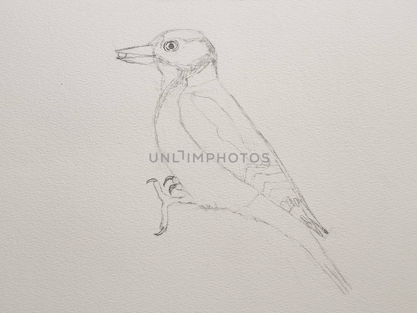 Step-by-step drawing of woodpecker bird with watercolor. Step one of four - pencil sketch. Woodpecker painting in watercolor. Side view of female great spotted woodpecker