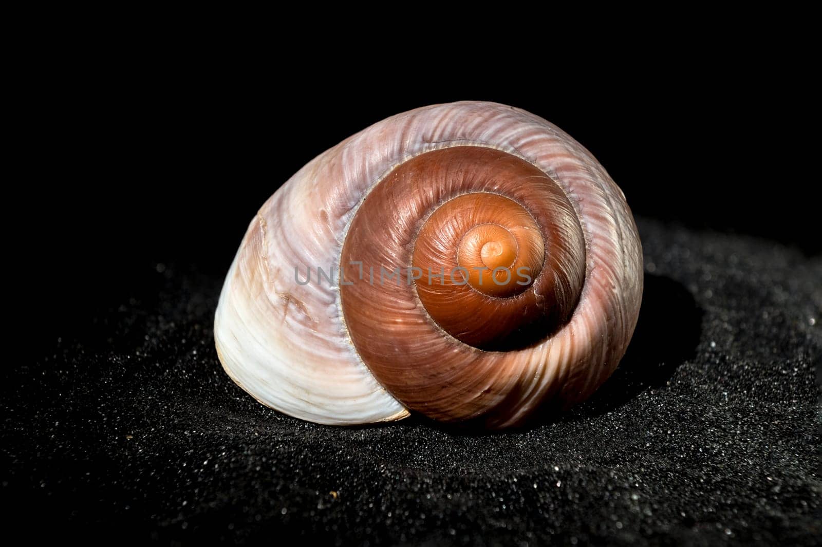 Close-up of Ryssota ovum seashell on a black sand background